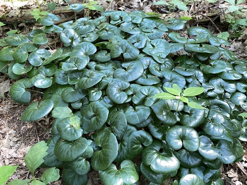 Asarum europaeum (European Wild Ginger) (alternate view 2)