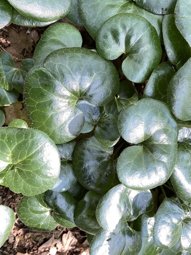 Asarum europaeum (European Wild Ginger) (alternate view 3)