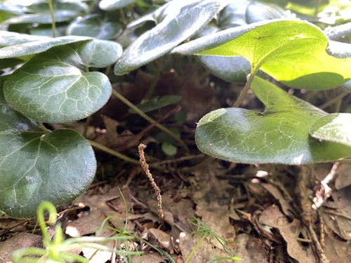 Asarum europaeum (European Wild Ginger) (alternate view 4)