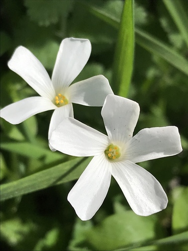 Oxalis articulata (pink-sorrel)