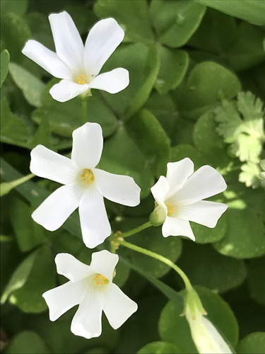 Oxalis articulata (pink-sorrel)