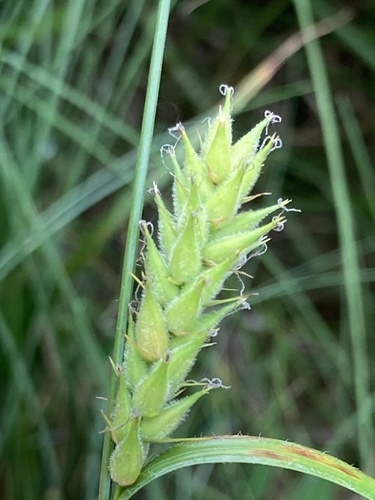 Carex hirta (hairy sedge)