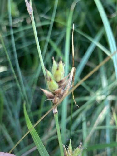 Carex hirta (hairy sedge)