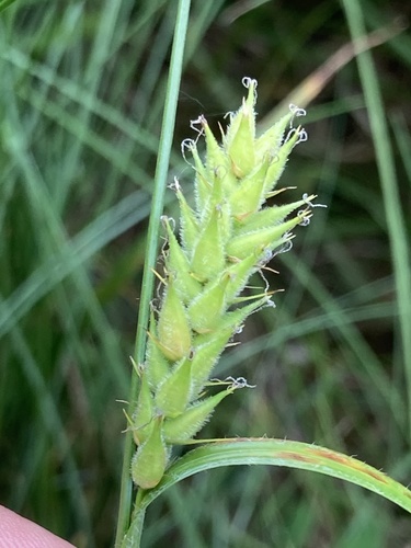 Carex hirta (hairy sedge)