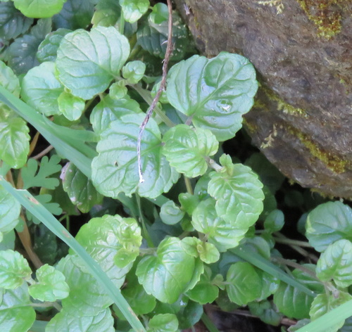 Clinopodium douglasii (Yerba Buena)