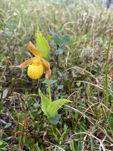 Cypripedium parviflorum (yellow lady's slipper) (alternate view 2)