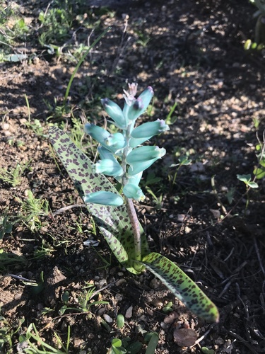 Lachenalia (Cape Cowslips) (alternate view 7)