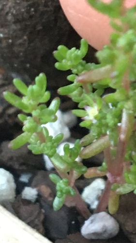 Crassula decumbens (Scilly Pigmyweed) (alternate view 5)