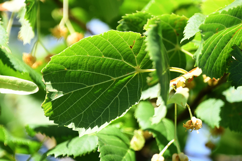 Tilia platyphyllos (Bigleaf Linden)