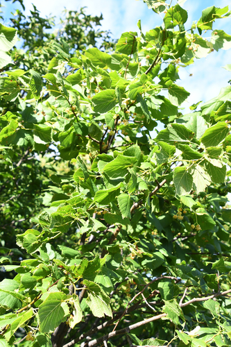 Tilia platyphyllos (Bigleaf Linden)
