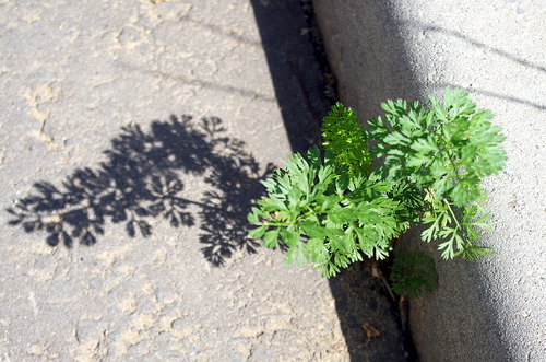 Coriandrum sativum (Cilantro) (alternate view 2)