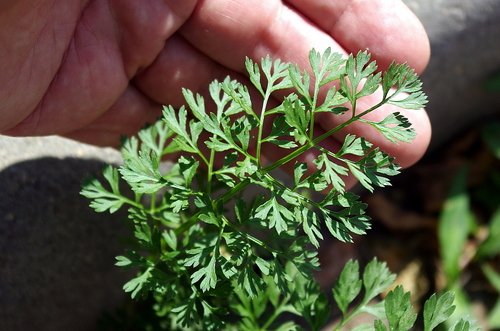 Coriandrum sativum (Cilantro) (alternate view 3)