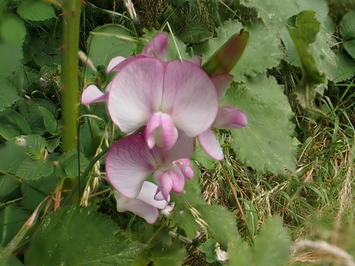 Lathyrus latifolius (broad-leaved sweet pea)