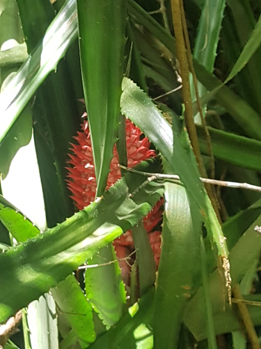 Ananas comosus (Pineapple Plant)