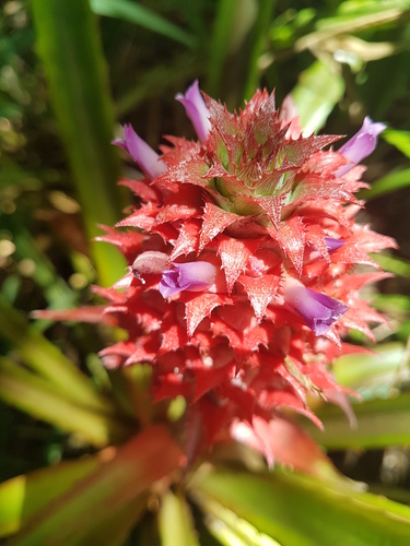 Ananas comosus (Pineapple Plant)