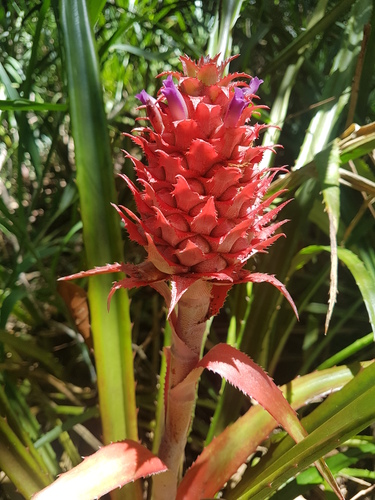 Ananas comosus (Pineapple Plant)