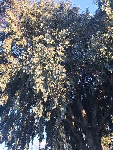 Eucalyptus polyanthemos (Silver Dollar Gum) (alternate view 2)