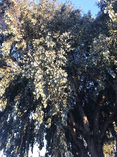 Eucalyptus polyanthemos (Silver Dollar Gum)