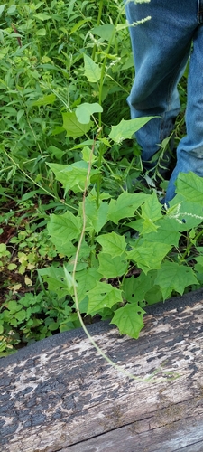 Chenopodiastrum (maple and nettle-leaved goosefoots) (alternate view 3)