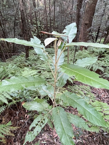 Astrotricha latifolia (Broad-leaf Star Hair)