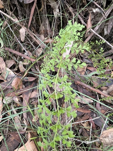 Lindsaea microphylla (lacy wedge fern) (alternate view 6)