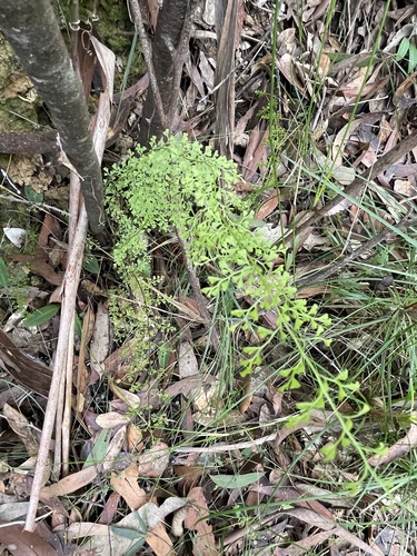 Lindsaea microphylla (lacy wedge fern) (alternate view 7)