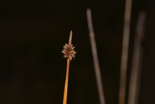 Ficinia nodosa (Knobby Clubrush) (alternate view 5)