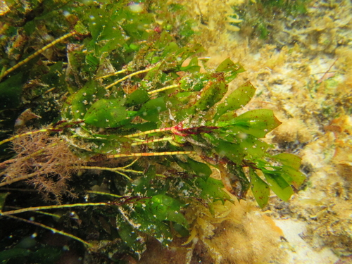 Amphibolis antarctica (Sea Nymph) (alternate view 4)