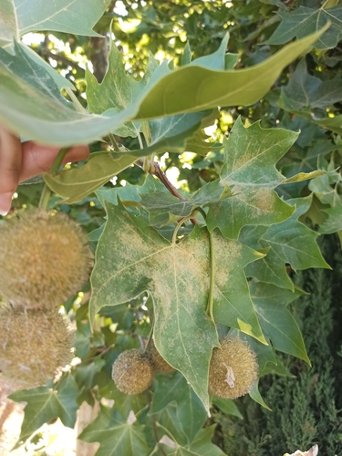 Platanus orientalis (Oriental Plane)