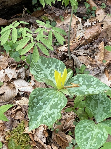 Trillium luteum (Yellow Trillium)