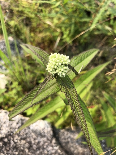Eupatorium perfoliatum (Boneset)