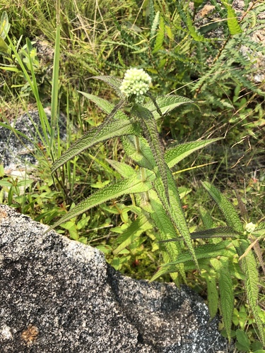 Eupatorium perfoliatum (Boneset)