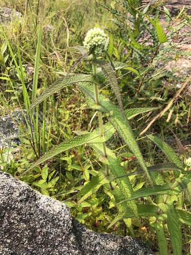 Eupatorium perfoliatum (Boneset)