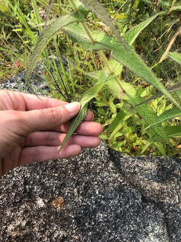 Eupatorium perfoliatum (Boneset)