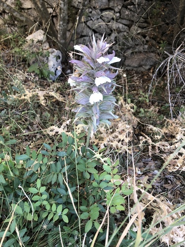 Acanthus spinosus (Spiny Bear's Breeches) (alternate view 3)