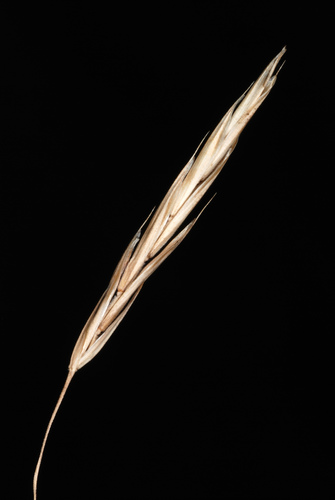 Bromus inermis (smooth brome) (alternate view 3)