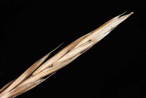 Bromus inermis (smooth brome) (alternate view 4)