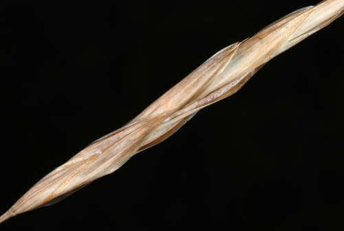 Bromus inermis (smooth brome) (alternate view 5)