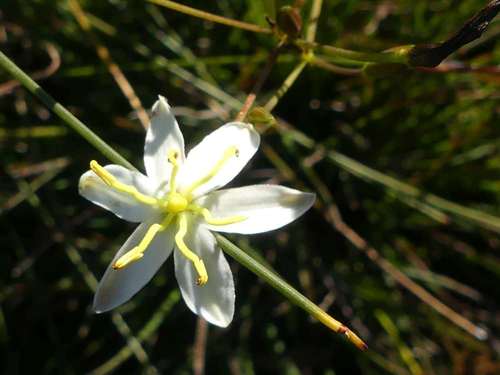 Thelionema caespitosum (Tufted Blue Lily)
