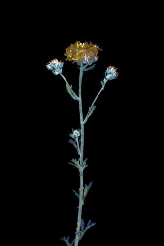 Eriophyllum confertiflorum (Golden Yarrow)