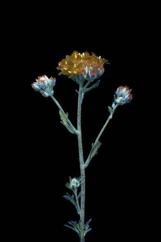Eriophyllum confertiflorum (Golden Yarrow)