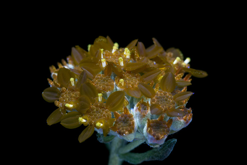 Eriophyllum confertiflorum (Golden Yarrow)