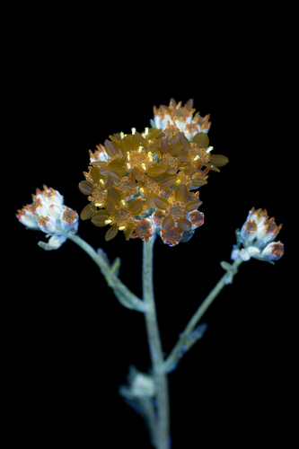 Eriophyllum confertiflorum (Golden Yarrow)