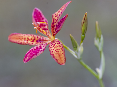 Iris domestica (Blackberry Lily) (alternate view 9)