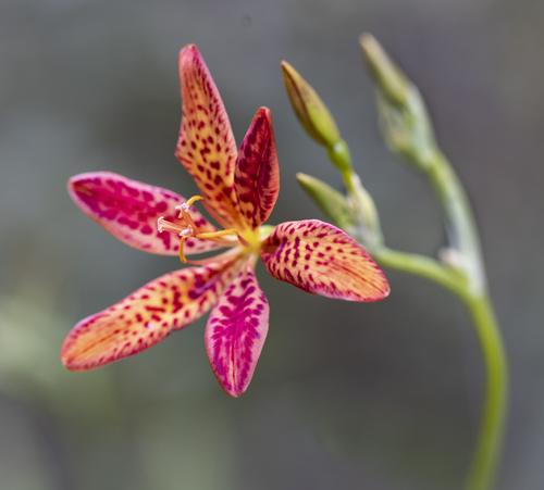 Iris domestica (Blackberry Lily) (alternate view 10)
