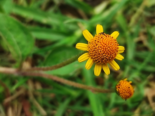 Acmella repens (Oppositeleaf Spotflower)