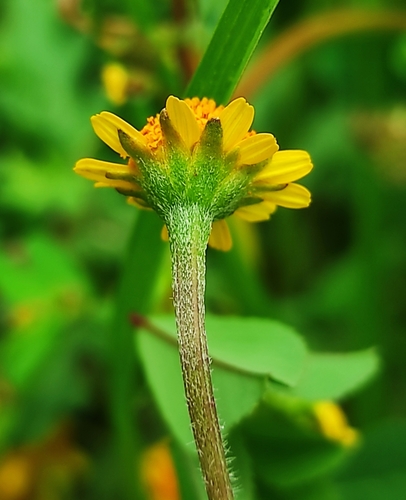 Acmella repens (Oppositeleaf Spotflower) (alternate view 2)
