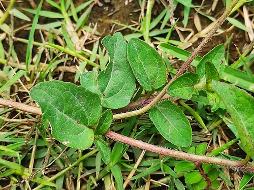 Acmella repens (Oppositeleaf Spotflower) (alternate view 3)