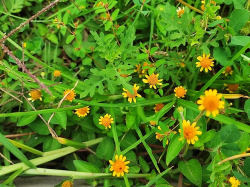 Acmella repens (Oppositeleaf Spotflower) (alternate view 4)