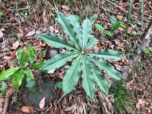 Arisaema taiwanense (Formosa Cobra Lily) (alternate view 3)